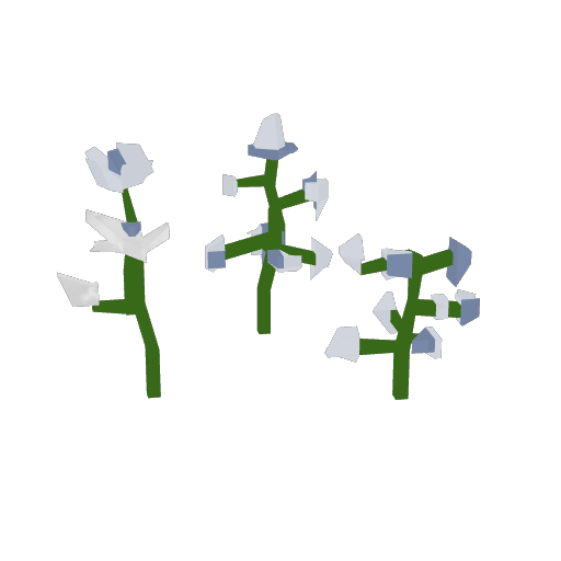 White roses Image
