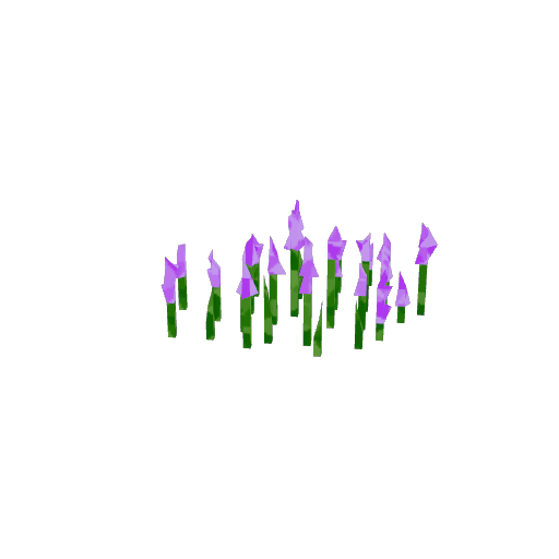 Lavenders